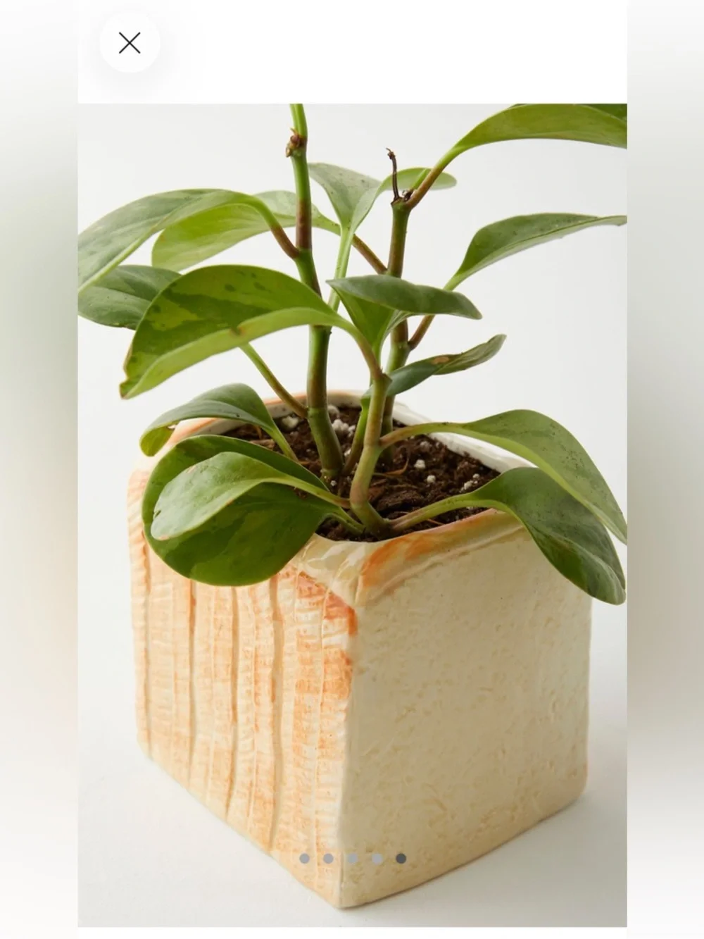 Urban Outfitters Bread Planter - Picture 1 of 11